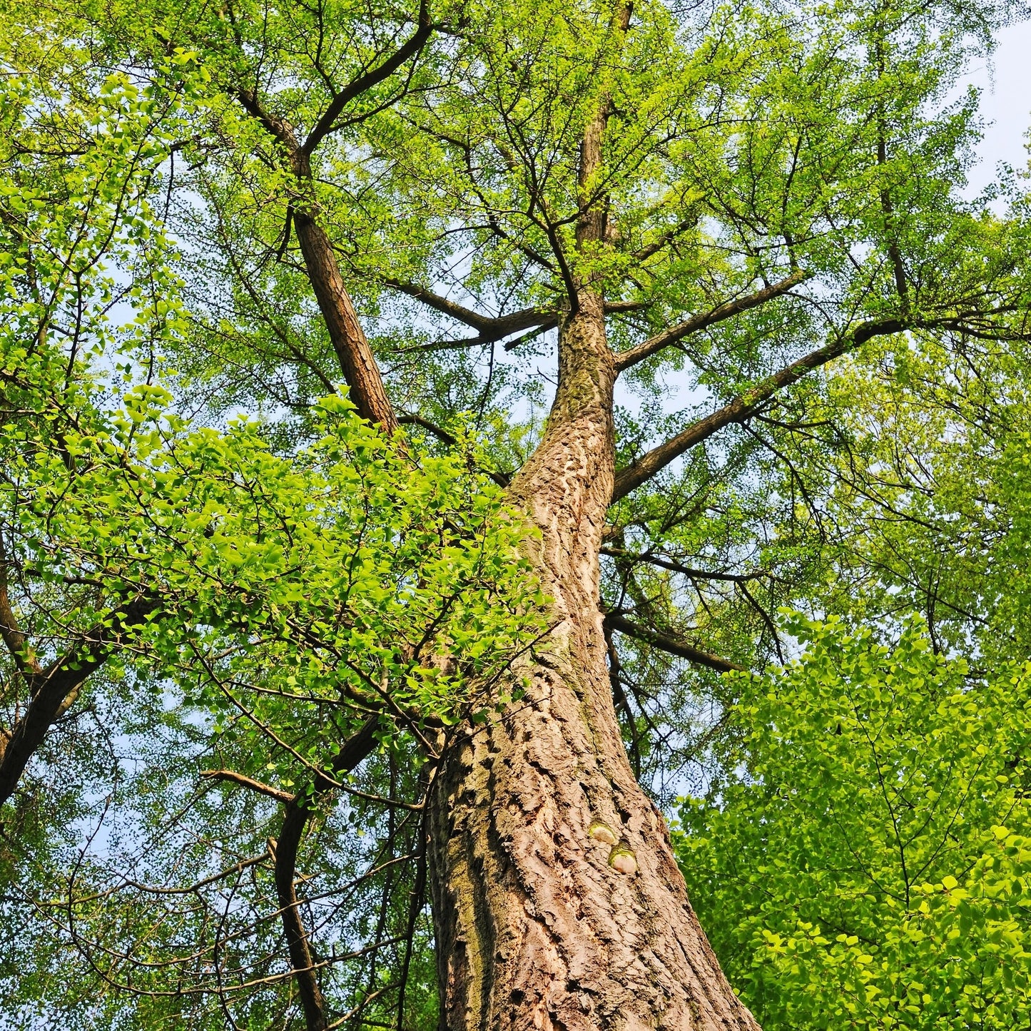 10 GINKGO BILOBA Maidenhair Tree Yellow Fall Orange "Fruit" Herb Seeds