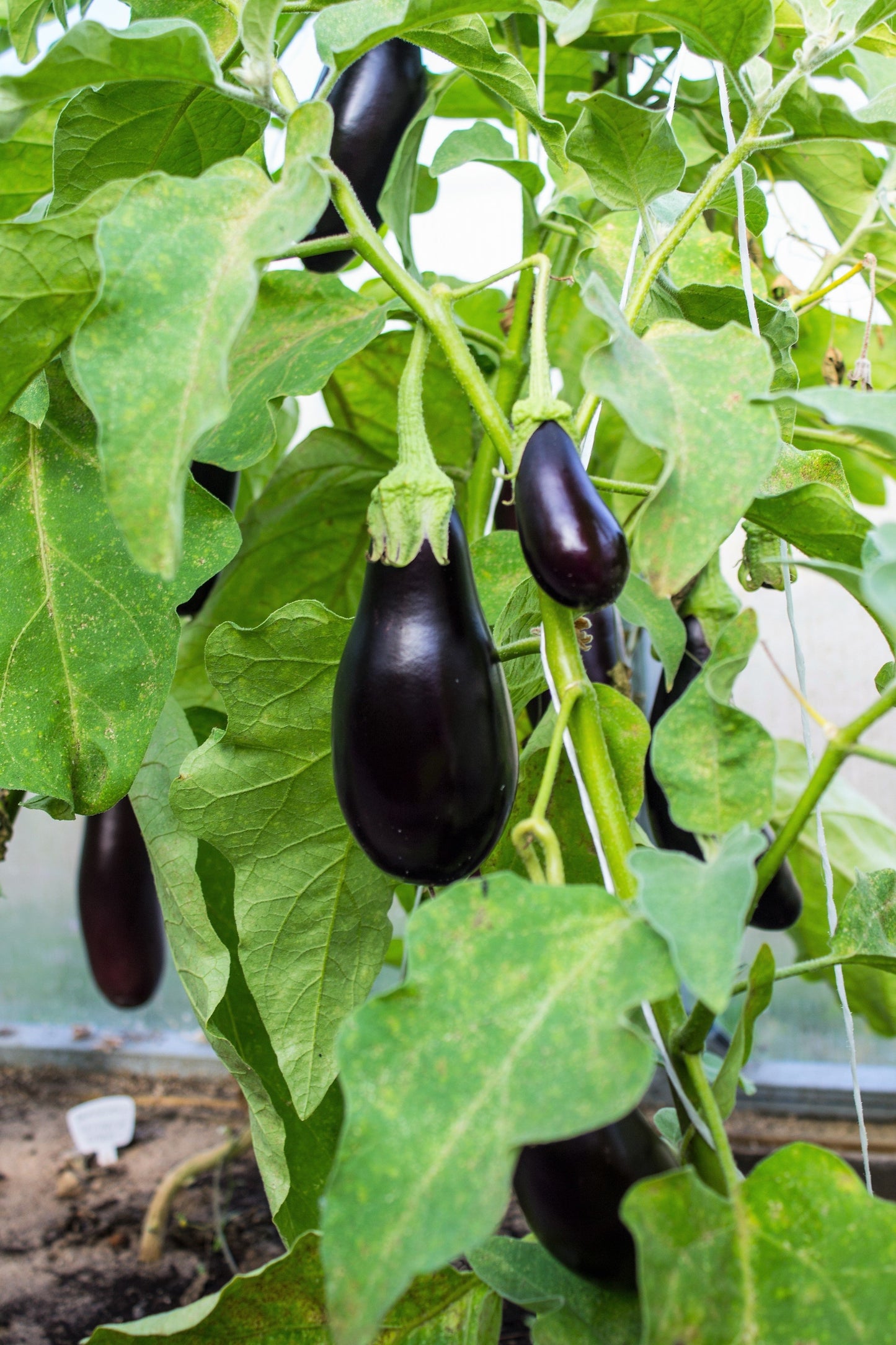 300 FLORIDA MARKET EGGPLANT Purple Aubergine Solanum Melongena Vegetable Seeds