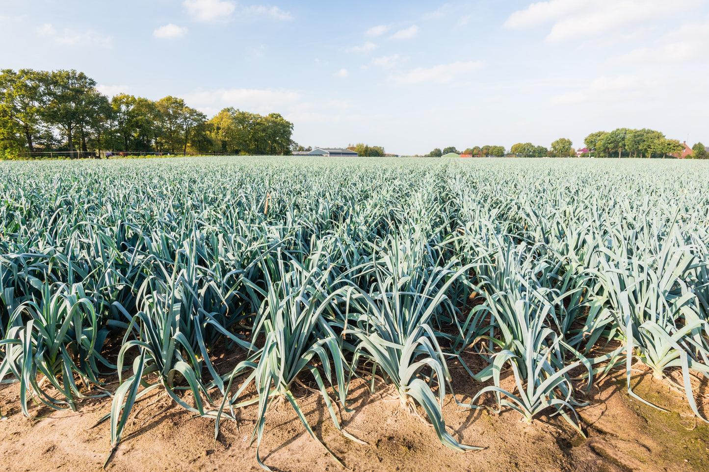 800 AMERICAN FLAG LEEK (Large Leek) Allium Porrum Vegetable Seeds