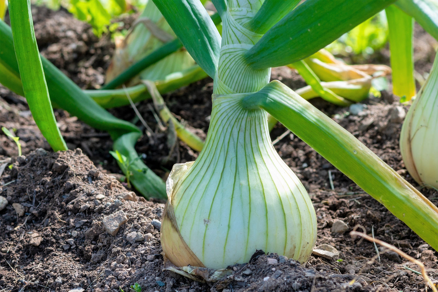500 Sweet WHITE SPANISH ONION Allium Cepa Vegetable Seeds