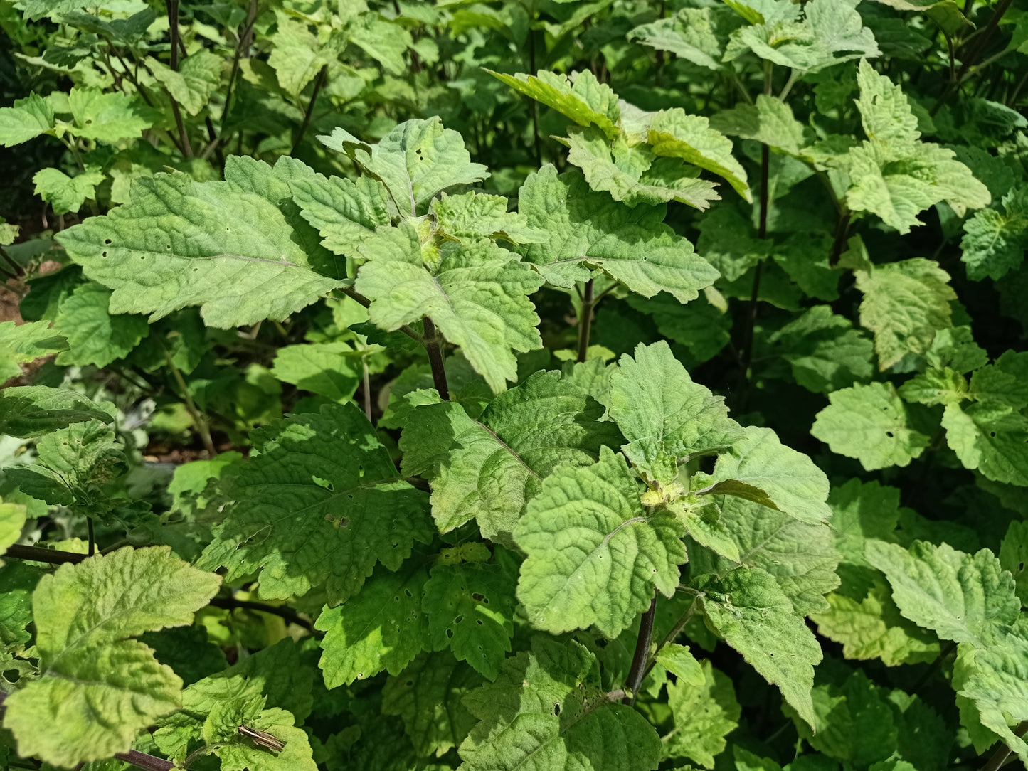 5 TRUE PATCHOULI SHRUB Fragrant Patchouly Pogostemon Cablin Herb Seeds