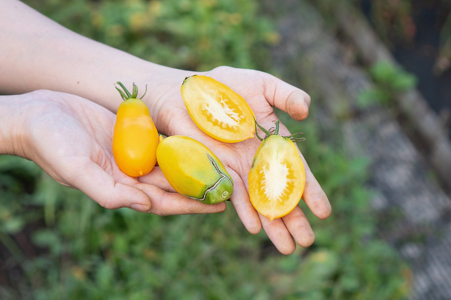 40 BANANA LEGS TOMATO Heirloom Yellow Lycopersicon Fruit Vegetable Seeds