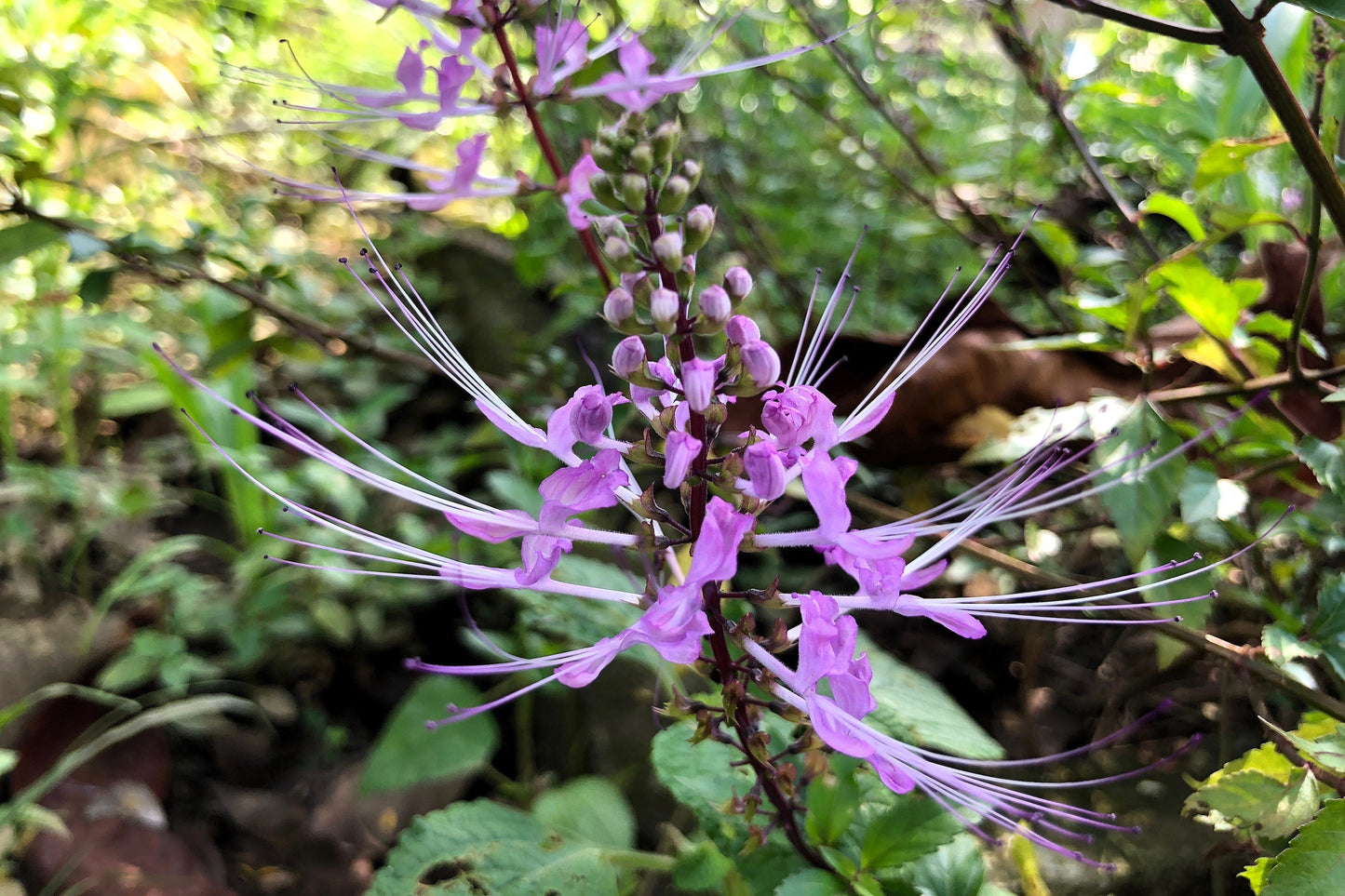 5 TRUE PATCHOULI SHRUB Fragrant Patchouly Pogostemon Cablin Herb Seeds