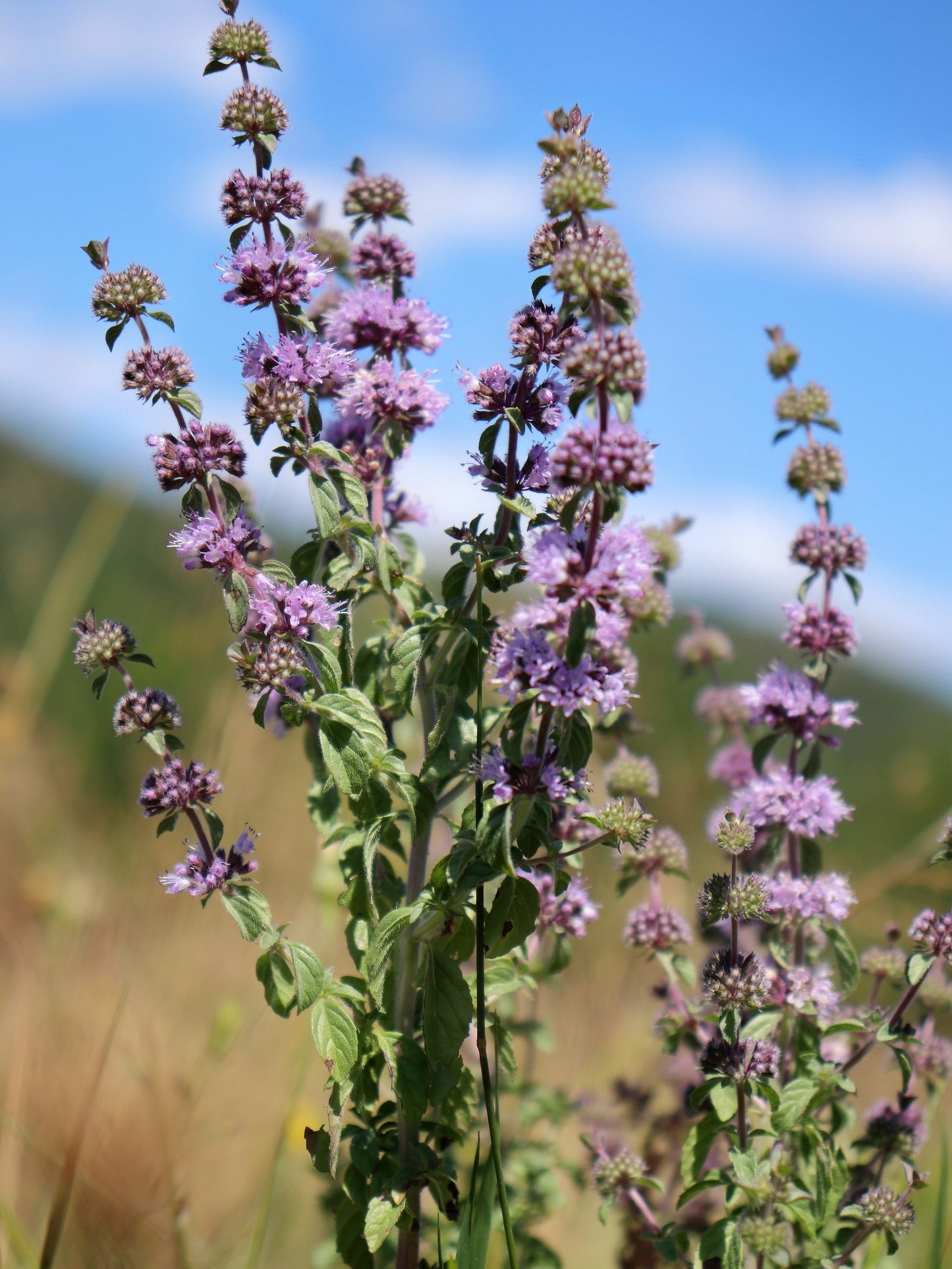 200 PENNYROYAL Mint Mentha Pulegium Herb Purple Flower Seeds