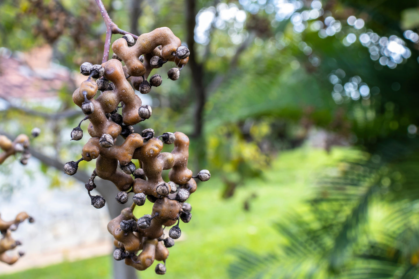 25 JAPANESE RAISIN TREE Edible Fruit Oriental Honey Flowers Hovenia Dulcis Seeds