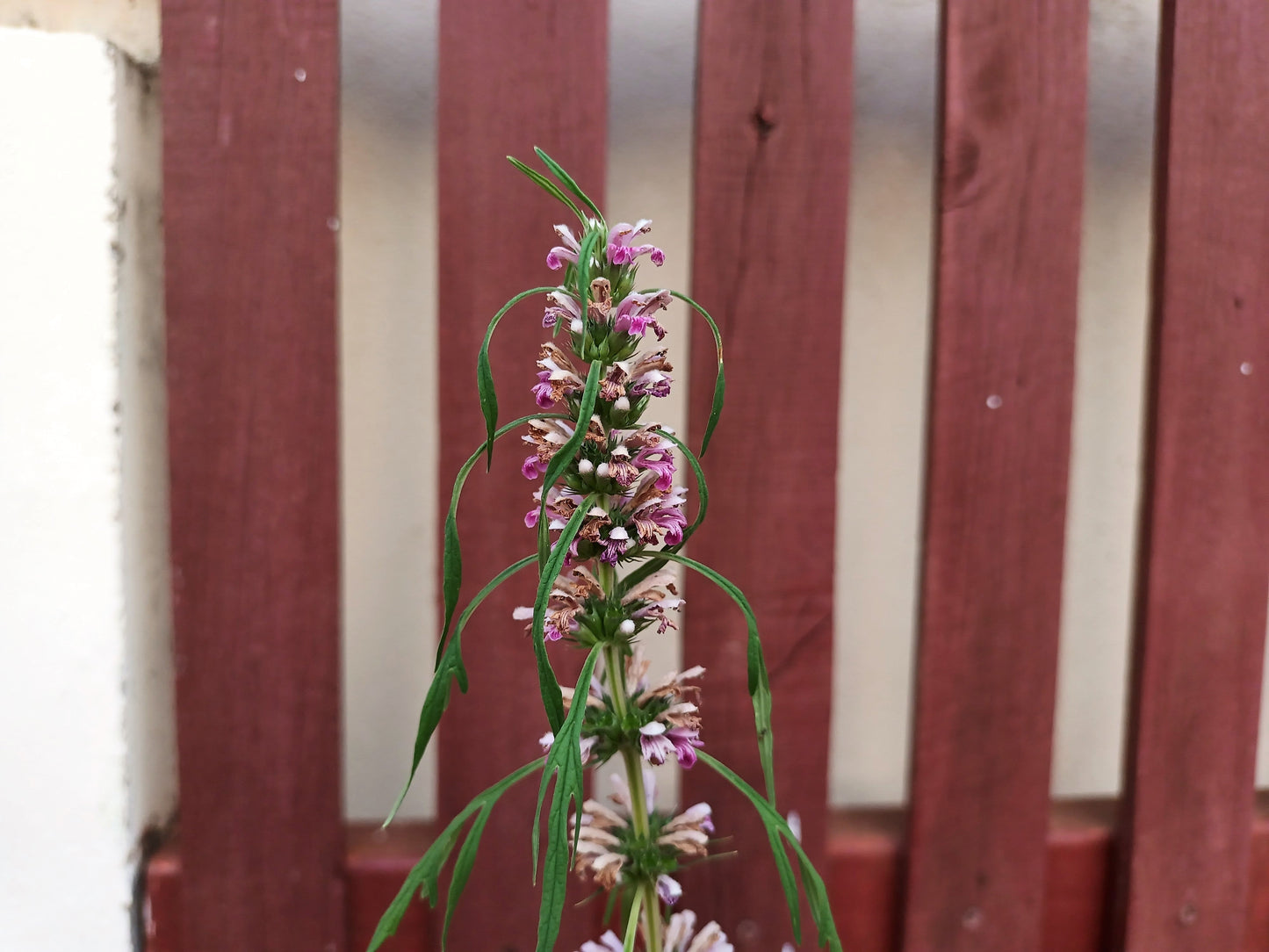 100 Pink CHINESE MOTHERWORT Leonurus Japonicus Siberian Honey Herb Flower Seeds
