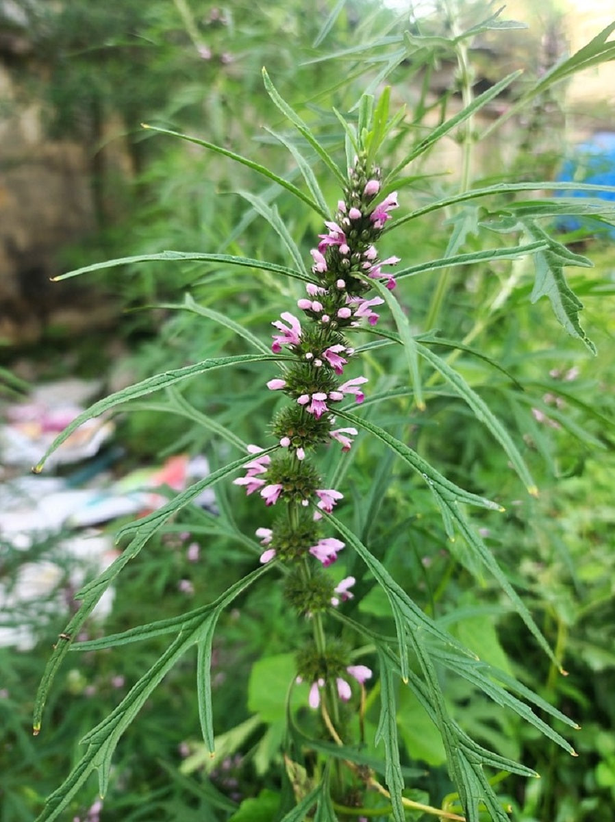 100 Pink CHINESE MOTHERWORT Leonurus Japonicus Siberian Honey Herb Flower Seeds