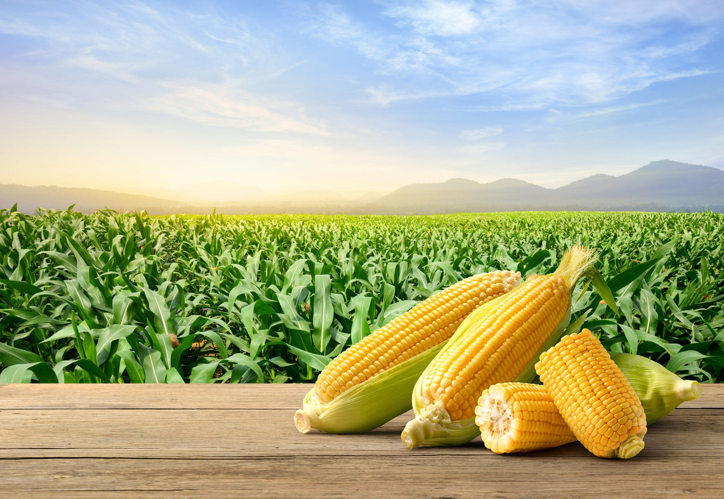 100 IOCHIEF Yellow SWEET CORN Aas Winner Zea Mays Vegetable Seeds