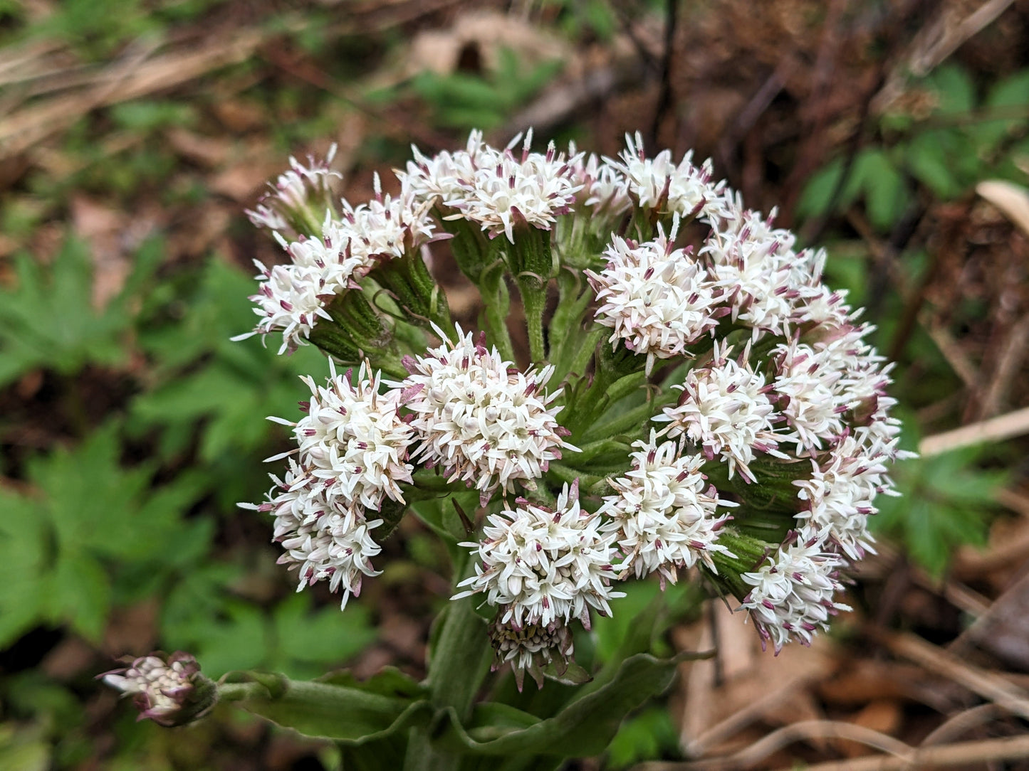 100 ARCTIC SWEET COLTSFOOT Petasites Frigidus Sun Shade Moist White Pink Flower Herb Seeds