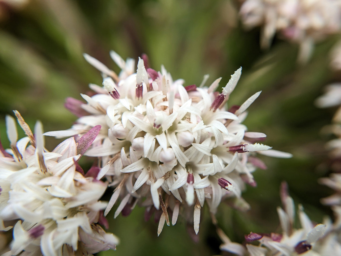 100 ARCTIC SWEET COLTSFOOT Petasites Frigidus Sun Shade Moist White Pink Flower Herb Seeds