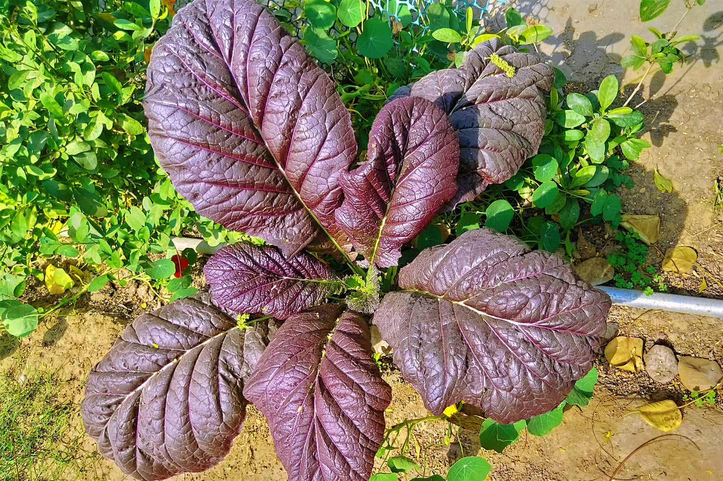 1500 RED GIANT MUSTARD Ornamental Japanese Greens Herb Vegetable Brassica Seeds