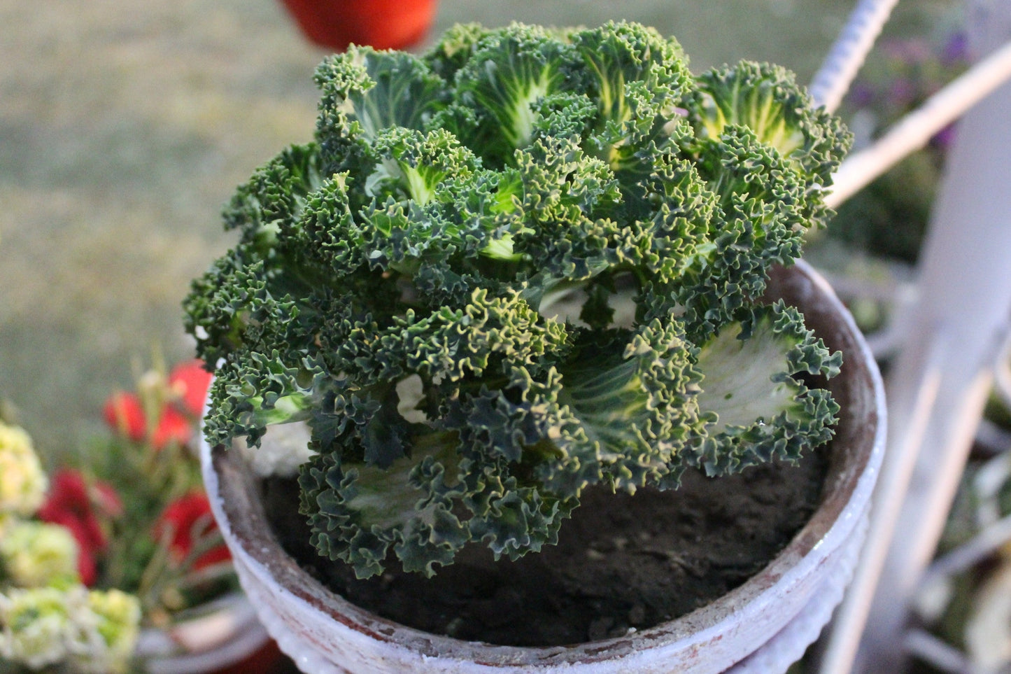 2500 VATES Blue CURLED KALE / Dwarf Blue Curled Scotch Kale Brassica Oleracea Vegetable Seeds