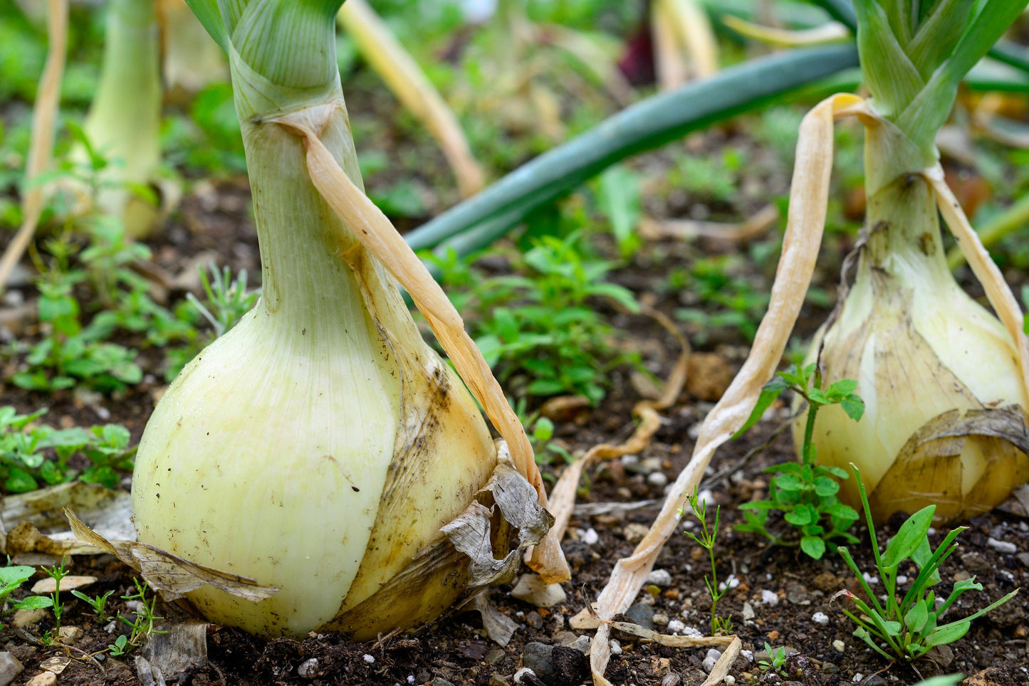 500 Sweet WHITE SPANISH ONION Allium Cepa Vegetable Seeds