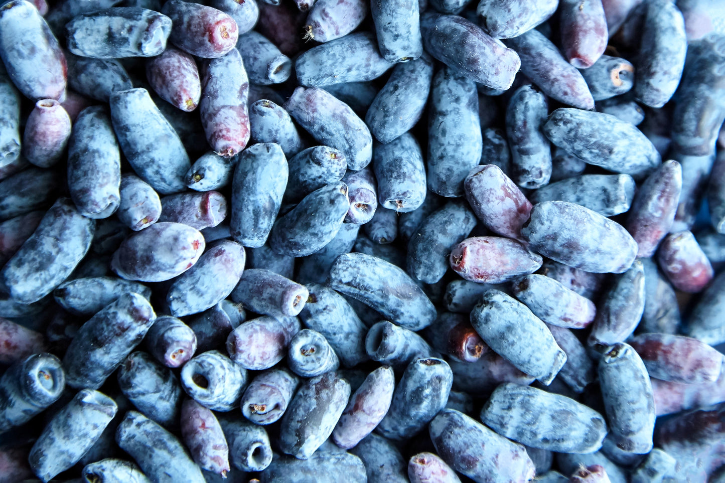 30 HONEYBERRY Blue Honeysuckle Lonicera Caerulea Edible Fruit Shrub Seeds