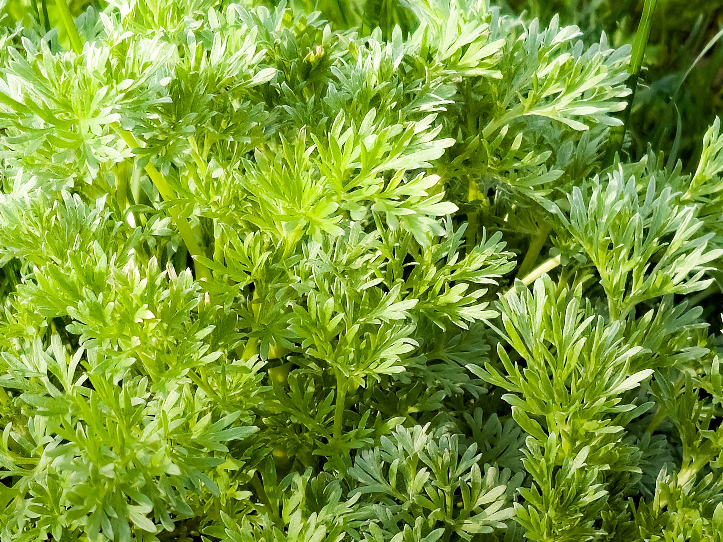 1000 SWEET WORMWOOD Artemisia Annua Sweet Annie Mugwort Sagewort Fragrant Herb Seeds