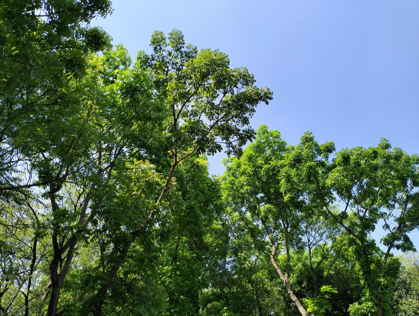 5 TRUE MAHOGANY TREE Honduran Big Leaf Sky Fruit Swietenia Macrophylla Seeds