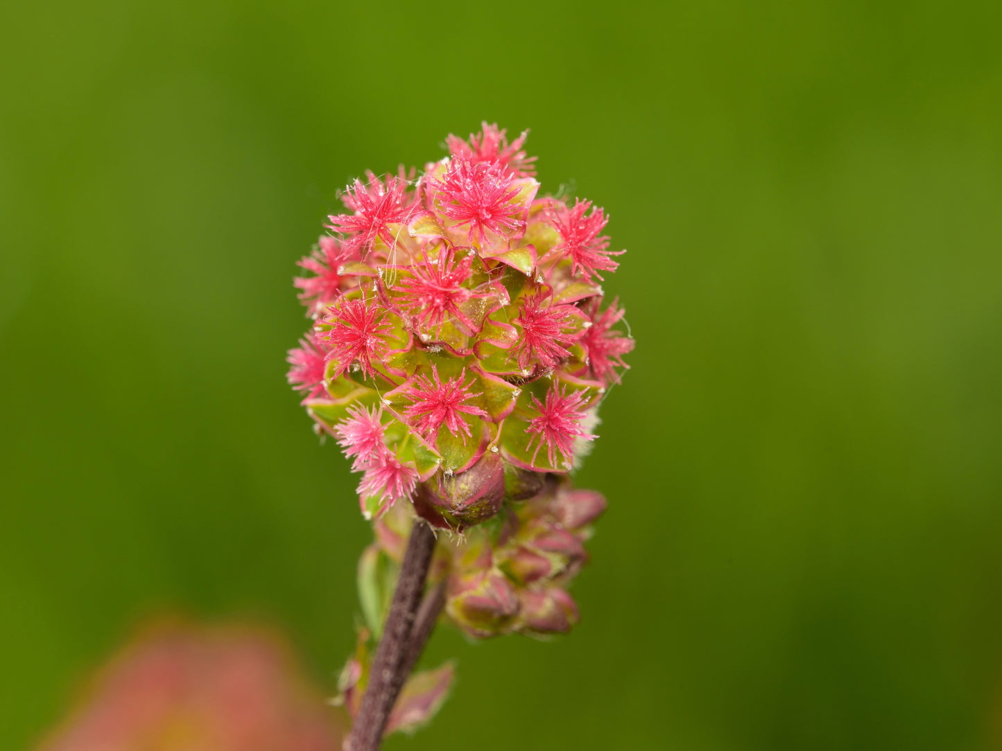 500 SALAD BURNET Sanguisorba Minor Edible Greens Vegetable Herb Flower Seeds