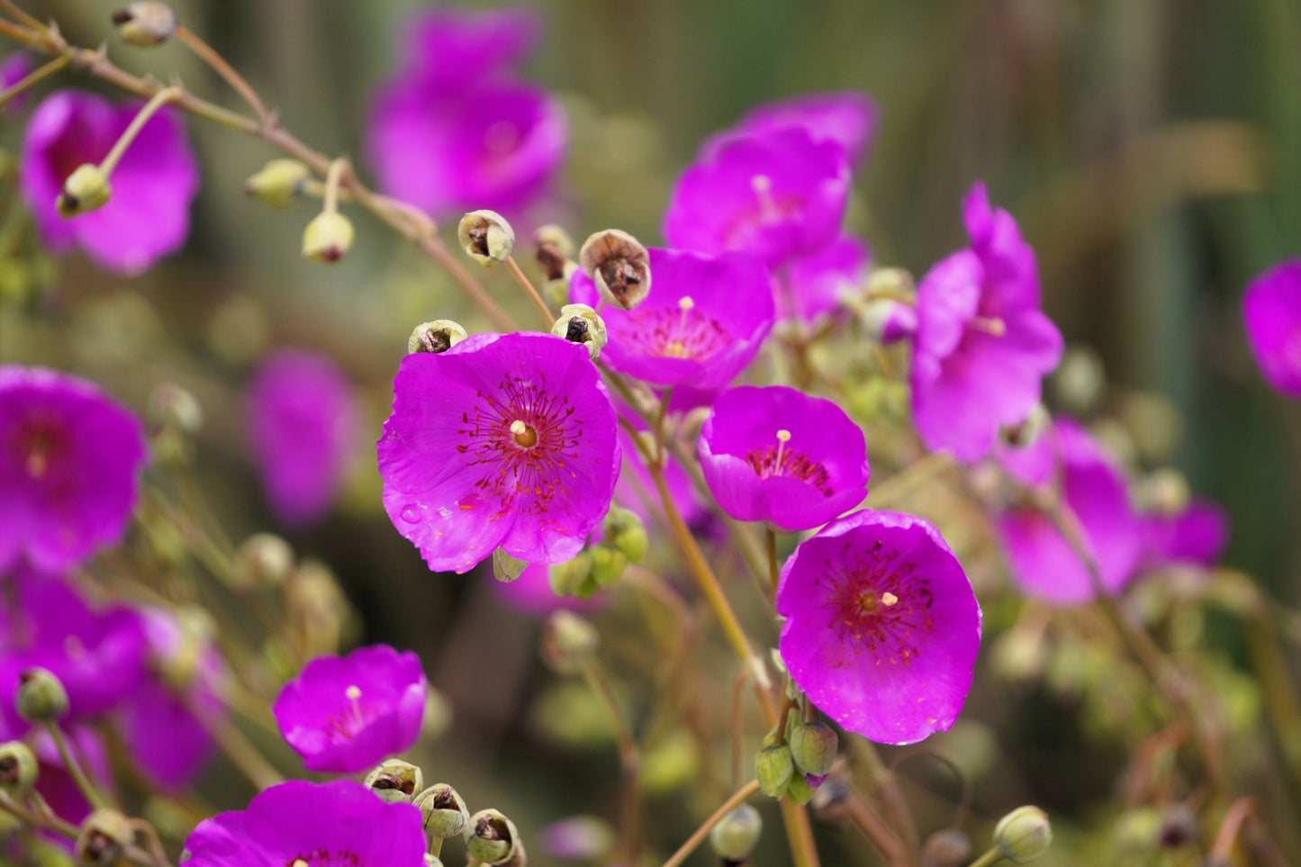 50 RED ROCK PURSLANE ' Ruby Tuesday ' Calandrinia Umbellata Magenta Flower Herb Seeds