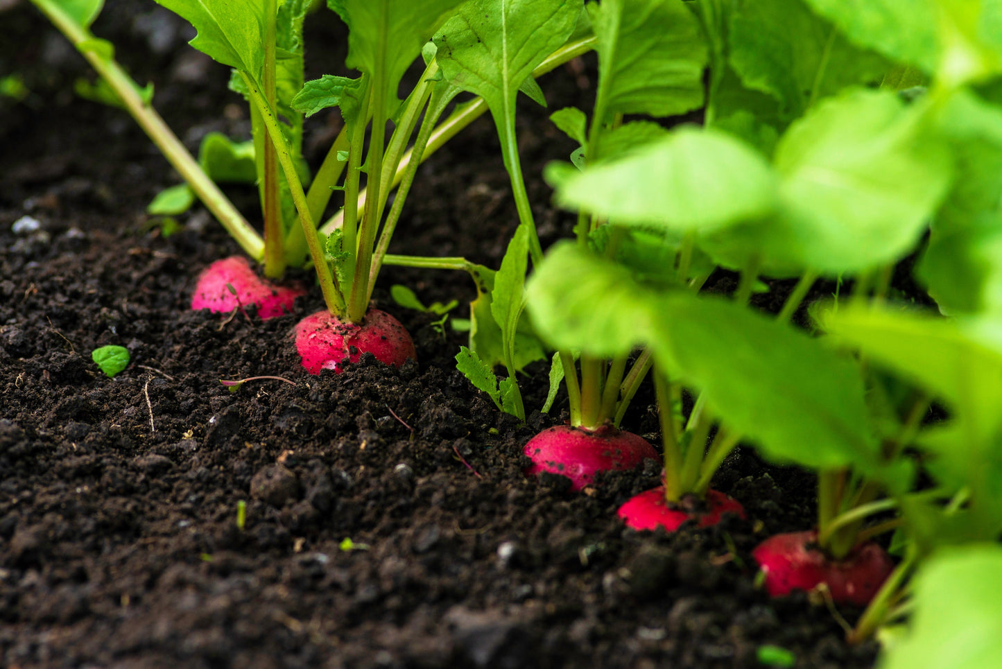 500 SPARKLER WHITE Tip RADISH Sweet European Red Raphanus Sativus Vegetable Seed