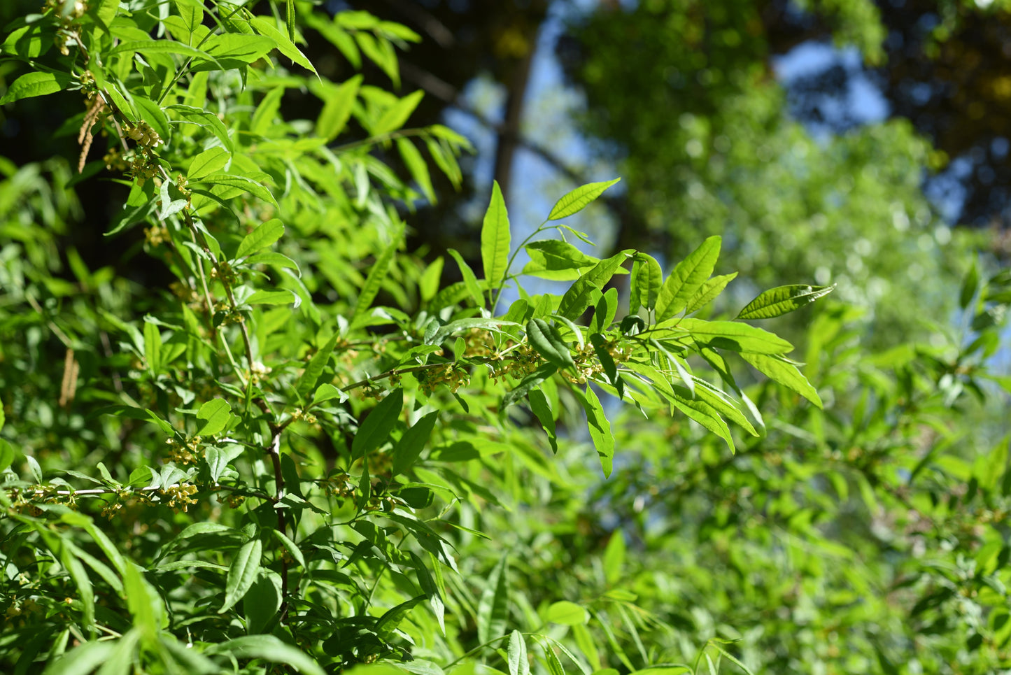5 CHERRY PRINSEPIA Chinese Sinensis Edible Red Fruit Tree Shrub Flower Seeds