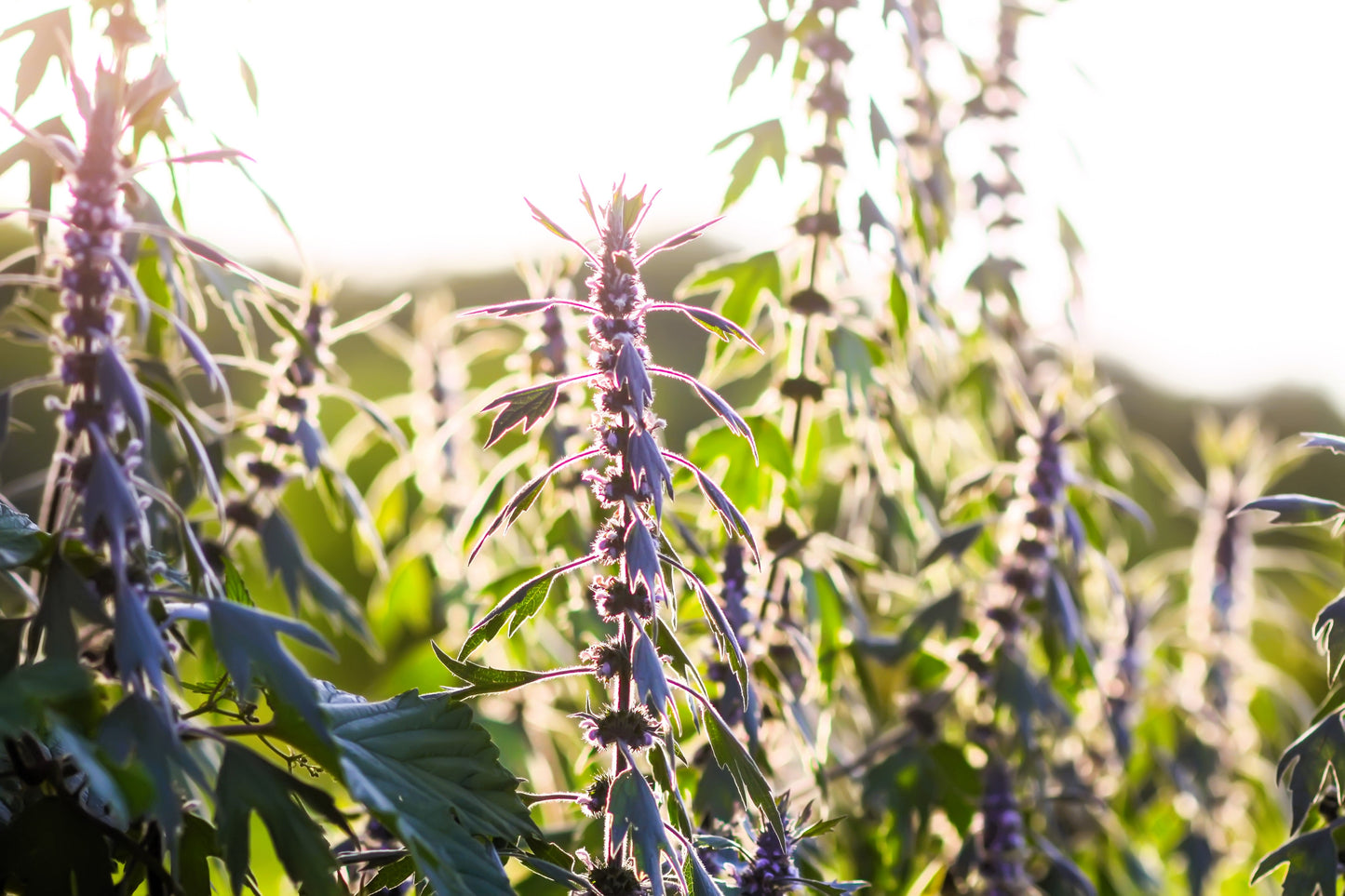 50 MOTHERWORT (Lions Tail / Heartwort) Leonurus Cardiaca Herb Flower Seeds