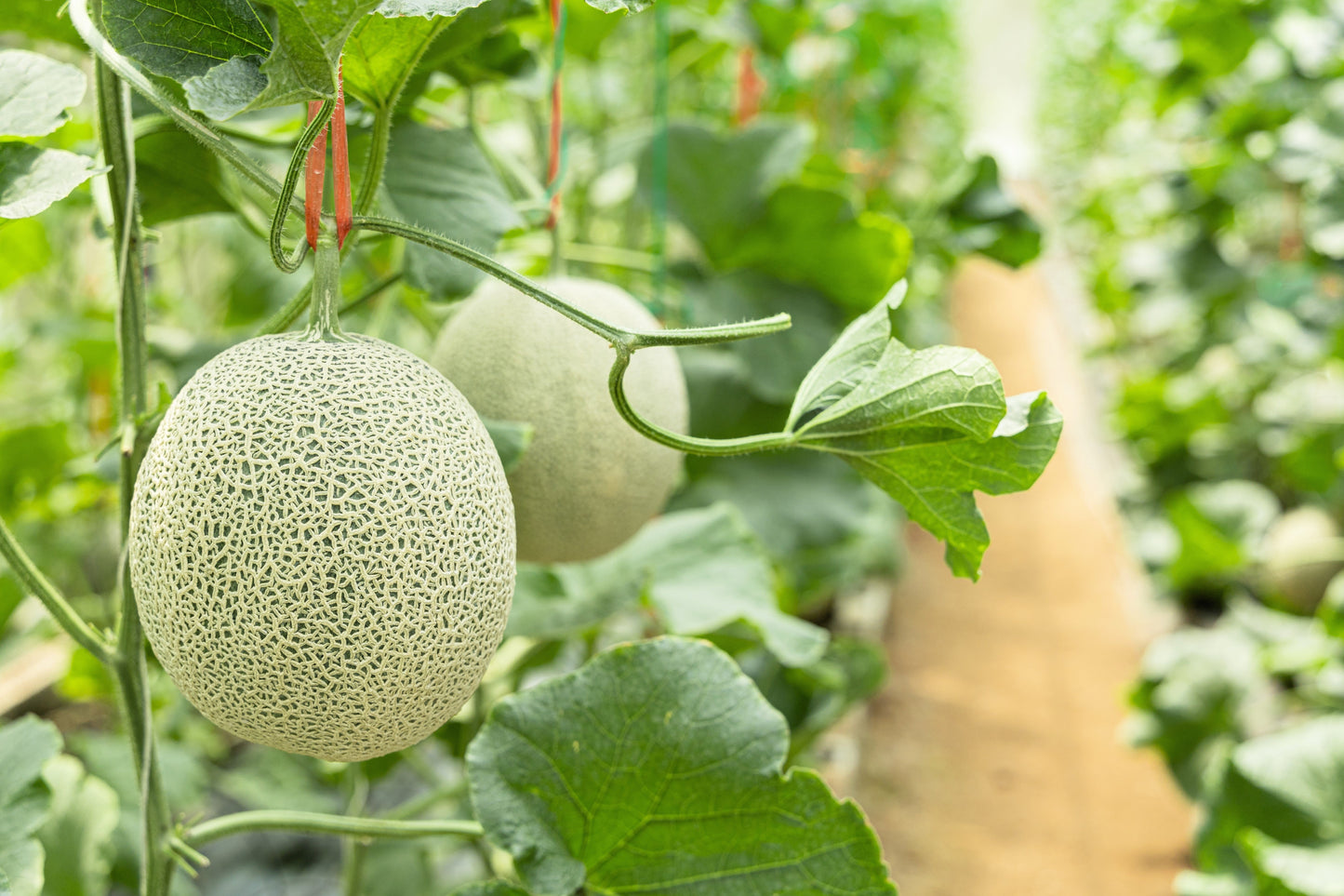 75 Green Flesh ROCKY FORD CANTALOUPE Muskmelon Cucumis Melo Melon Fruit Seeds