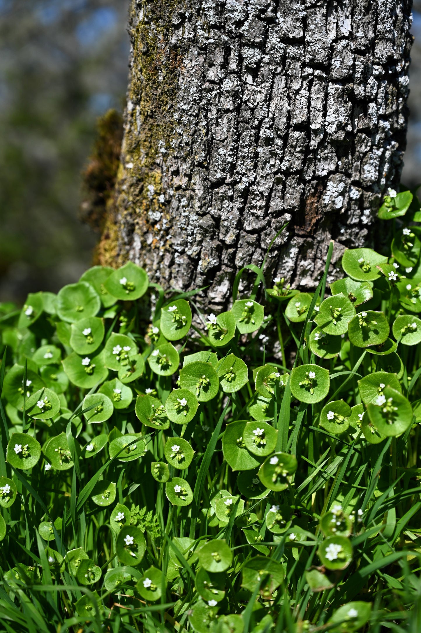100 MINER'S LETTUCE Winter Purslane Spinach Claytonia Perfoliata Vegetable Seeds