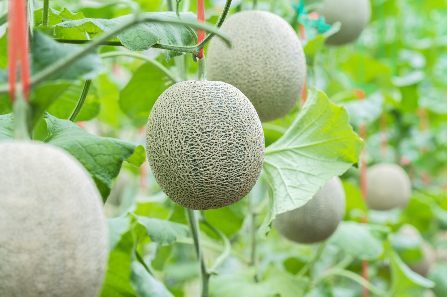 75 Green Flesh ROCKY FORD CANTALOUPE Muskmelon Cucumis Melo Melon Fruit Seeds