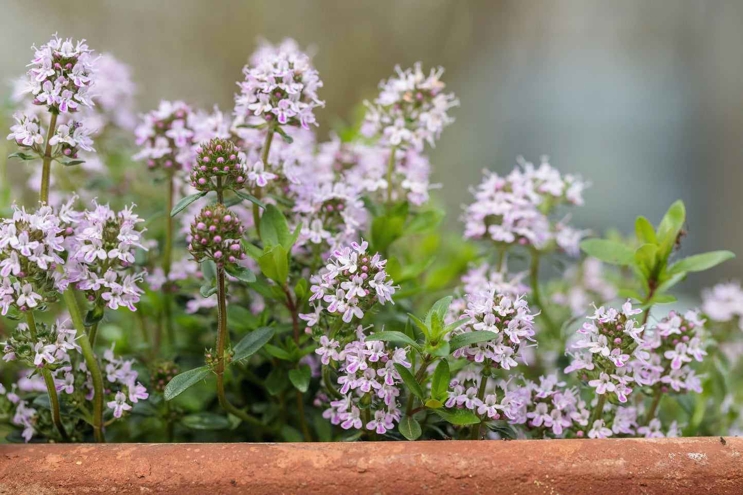 150 Creeping WINTER SAVORY Satureja Montana Herb Pink Flower Seeds