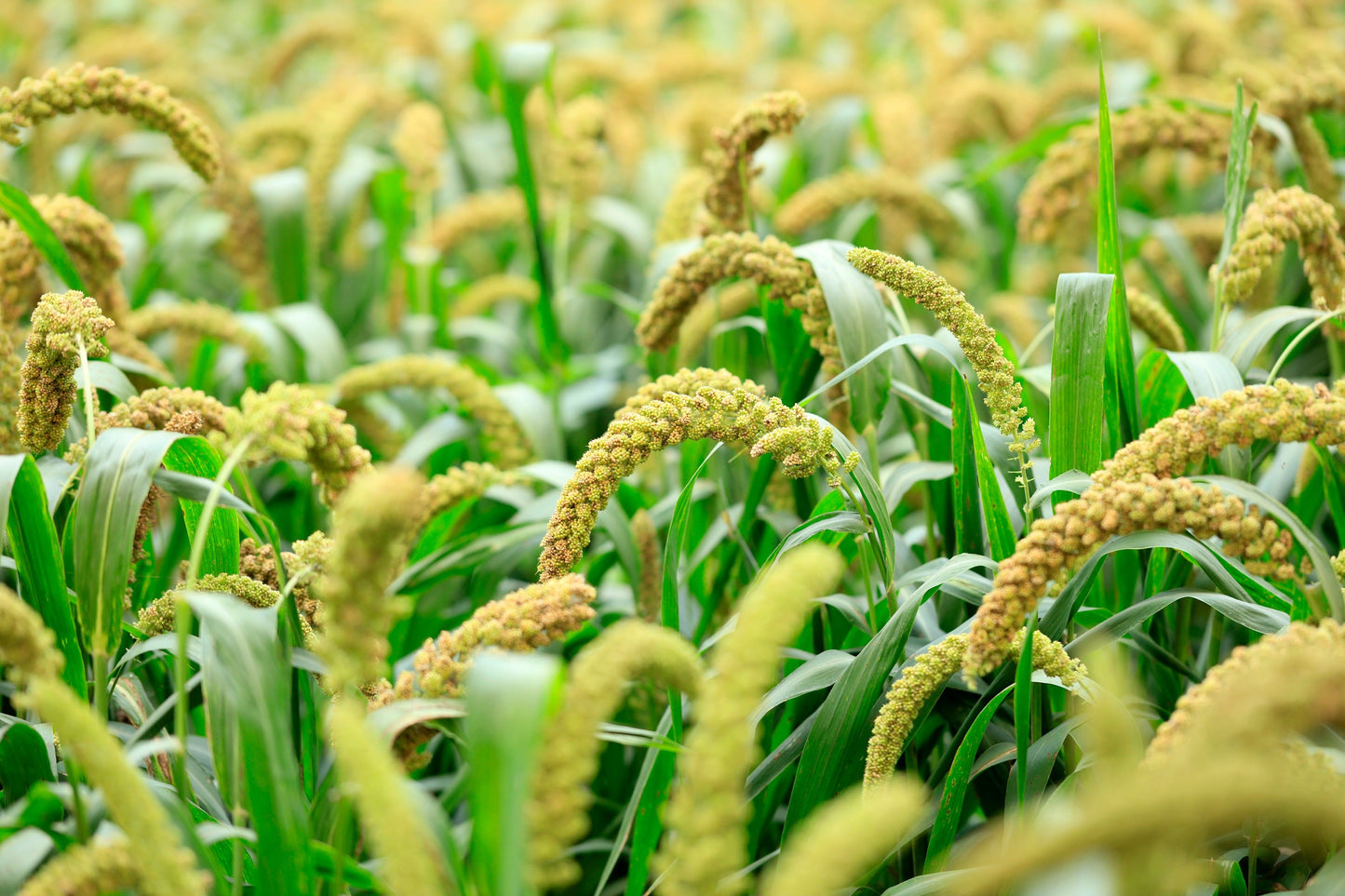 100 FOXTAIL MILLET Setaria Italica Ornamental Grass Flower Seeds