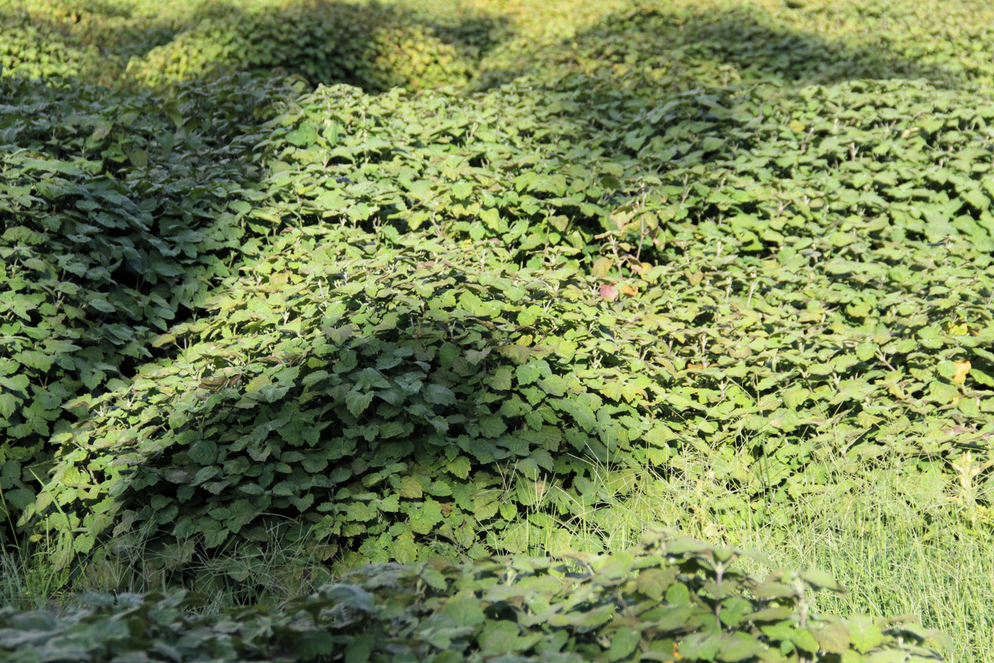 5 TRUE PATCHOULI SHRUB Fragrant Patchouly Pogostemon Cablin Herb Seeds