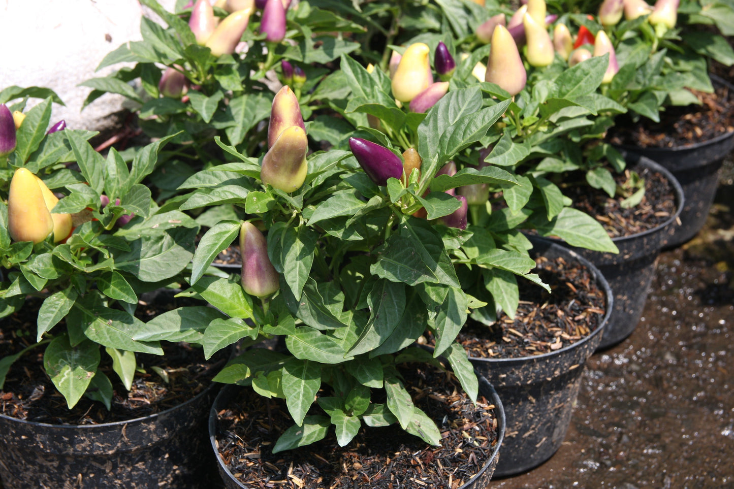 25 BOLIVIAN RAINBOW PEPPER Multi Colored Chili Capsicum Annuum Vegetable Seeds