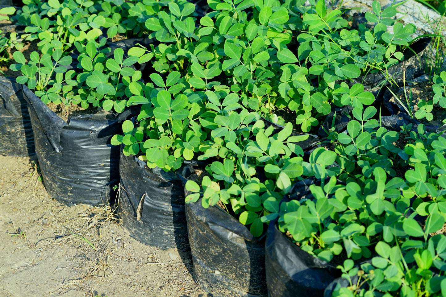 15 Seeds ' JUMBO ' VIRGINIA PEANUT Arachis Hypogaea Perennial Nut Plant