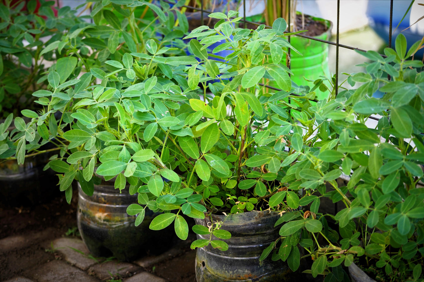 25 Seeds BAILEY II Virginia PEANUT Arachis Hypogaea Perennial Nut Plant