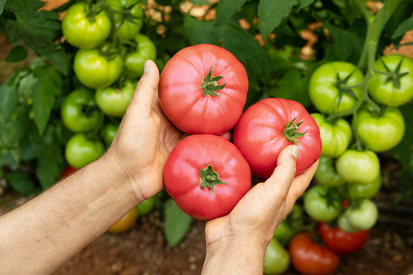 200 PINK PONDEROSA TOMATO Henderson's Lycopersicon Fruit Vegetable Seeds