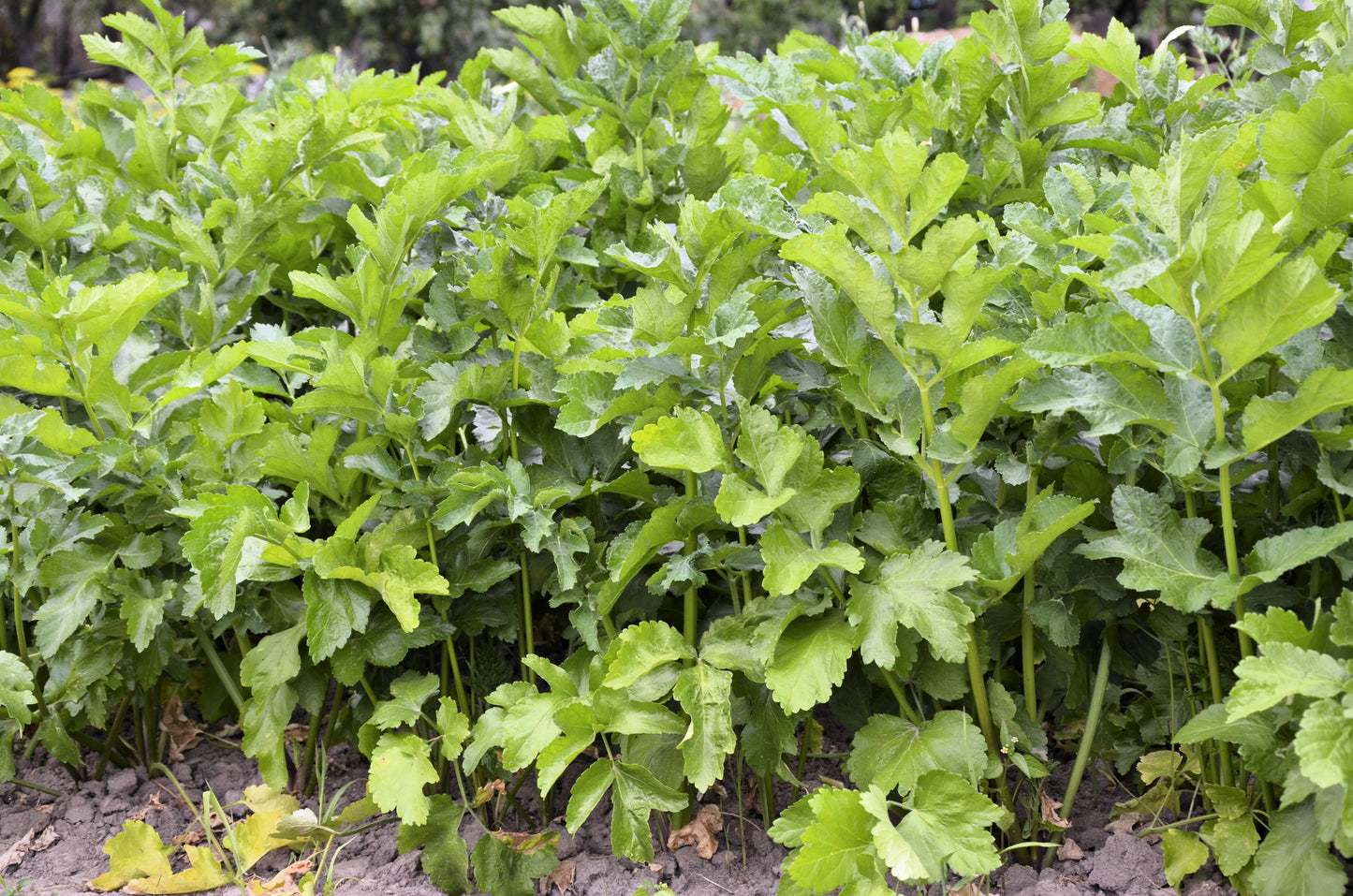 1000 ALL AMERICAN PARSNIP Pastinaca Sativa White Root Vegetable Seeds