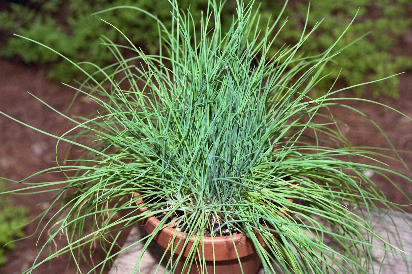 500 CHIVE Allium Schoenoprasum Vegetable Seeds