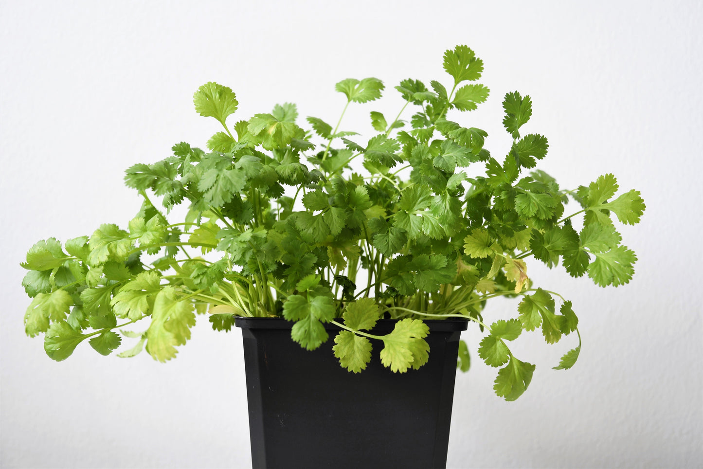 1000 CILANTRO / CORRIANDER / Chinese PARSLEY Coriandrum Sativum Herb Flower Seeds