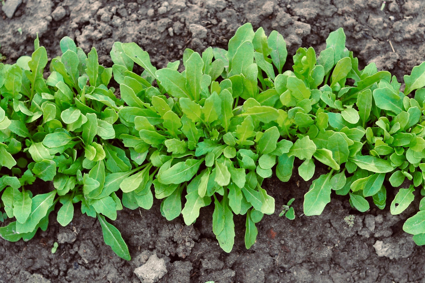 2000 ROQUETTE ARUGULA aka Rocket / Rucola / Rugula - Eruca Vesicaria Sativa Herb Vegetable Seeds