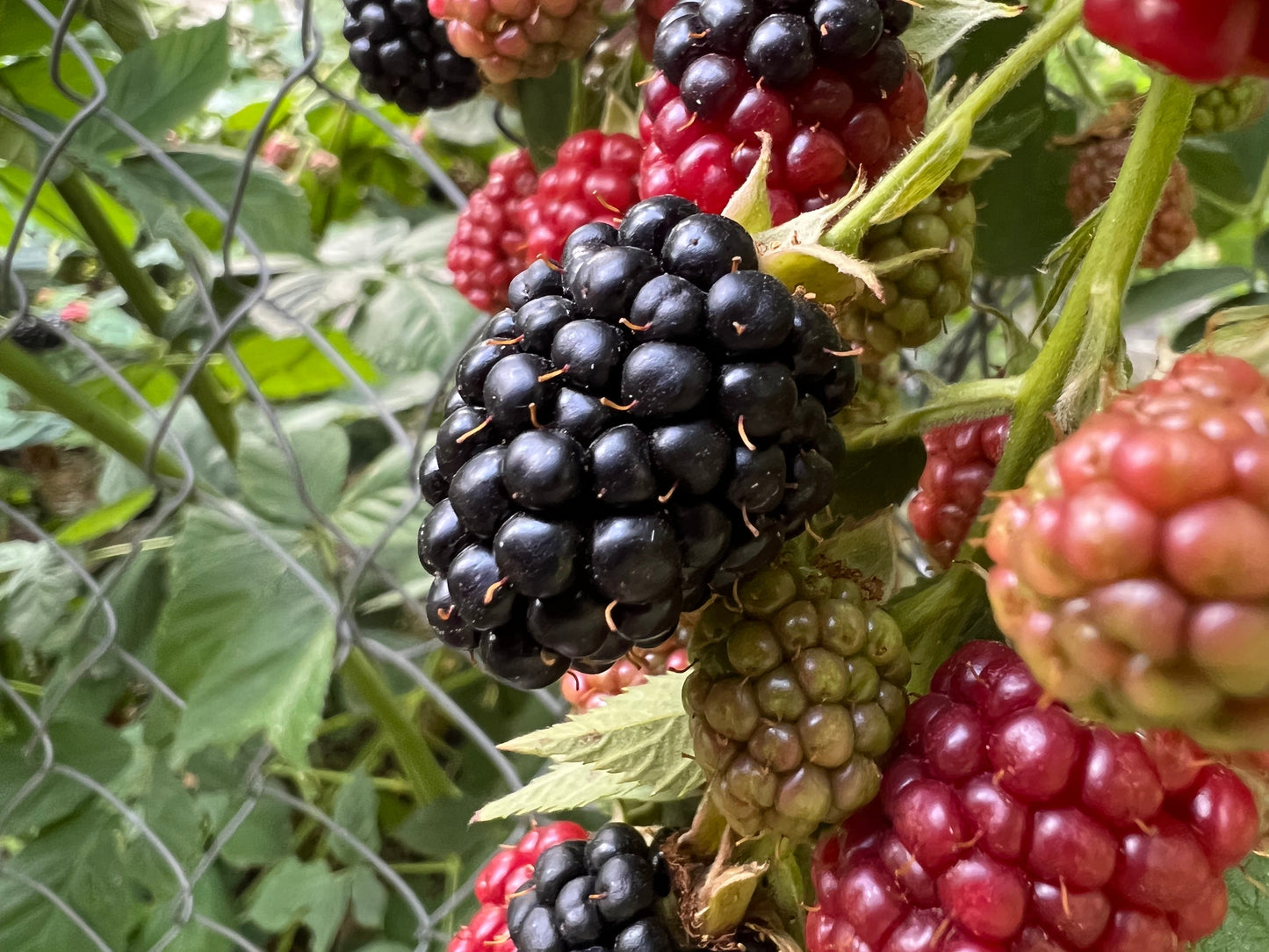 100 BLACKBERRY Fruit Bush Rubus Allegheniensis Seeds