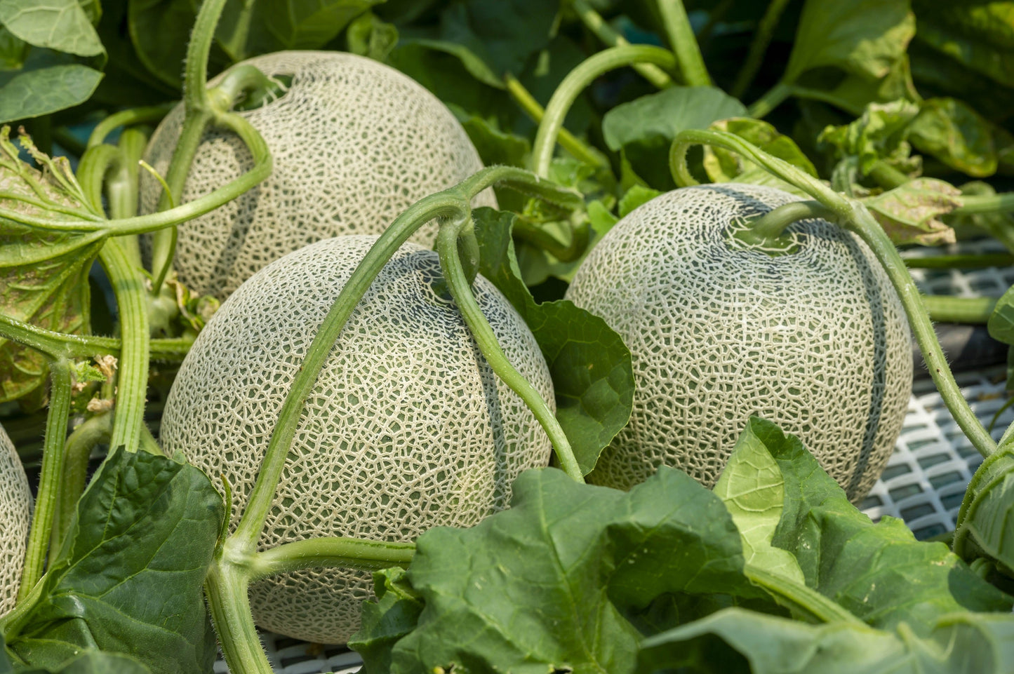 200 IROQUOIS CANTALOUPE Melon Fruit Cucumis Melo Seeds