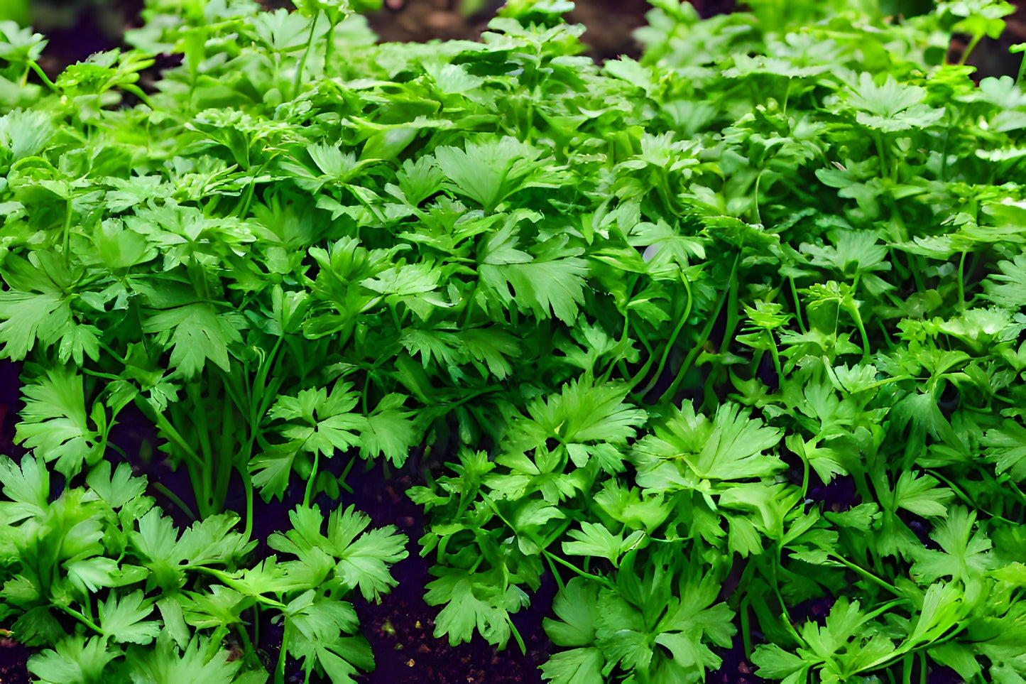 1000 CILANTRO / CORRIANDER / Chinese PARSLEY Coriandrum Sativum Herb Flower Seeds