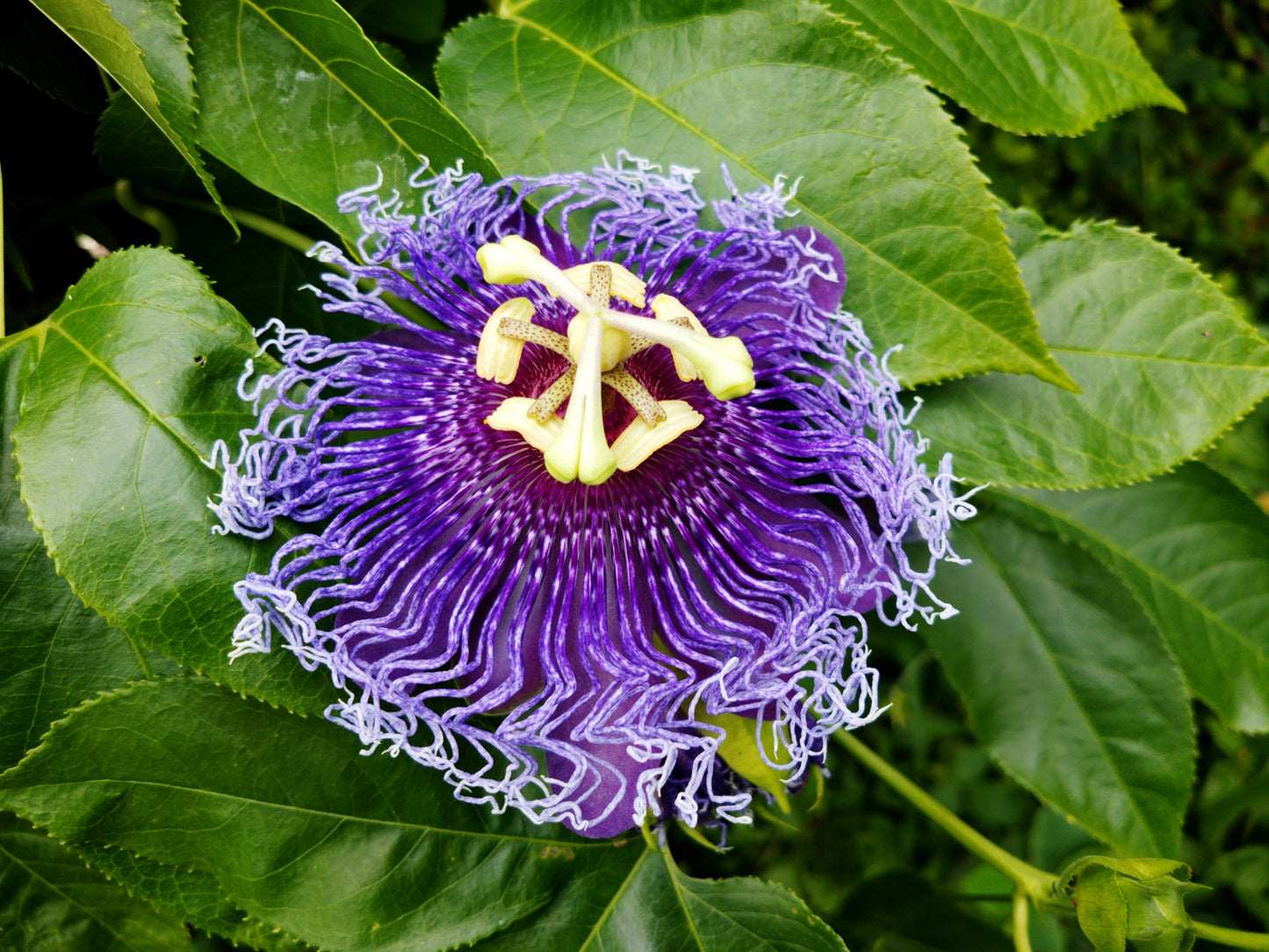 10 Purple PASSION FLOWER Passion FRUIT Granadilla Passiflora Incarnata Vine Seeds