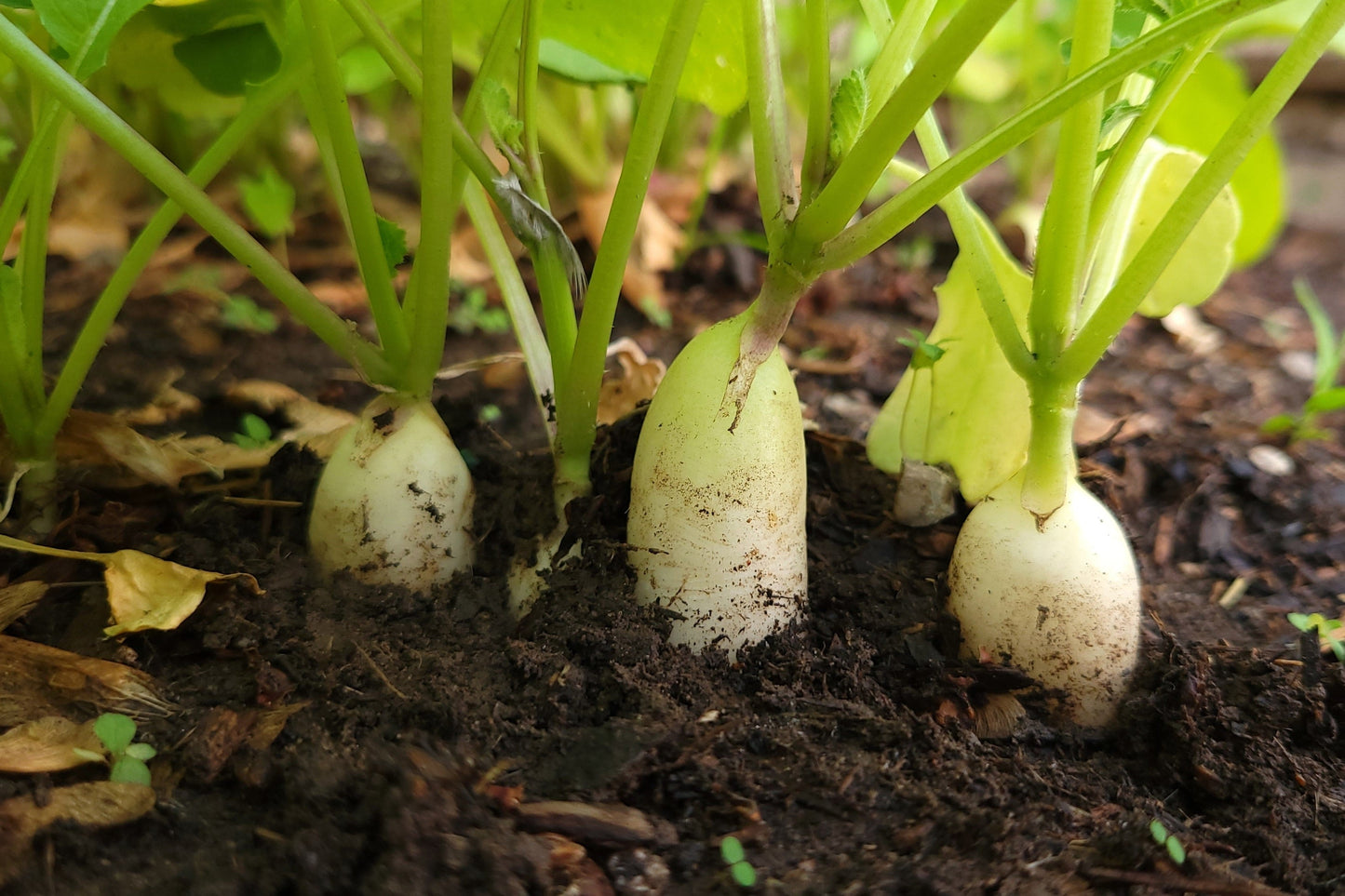 1250 WHITE ICICLE RADISH Raphanus Sativus Vegetable Seeds