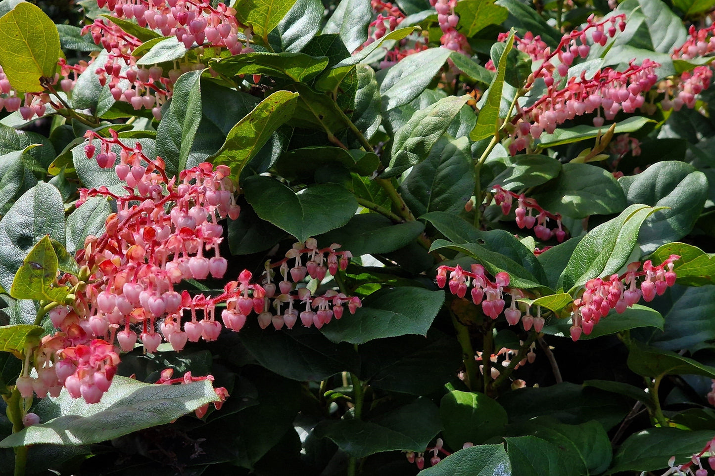 40 SALAL BERRY Gaultheria Shallon Pink White Flowers Blue Fruit Shrub Seeds