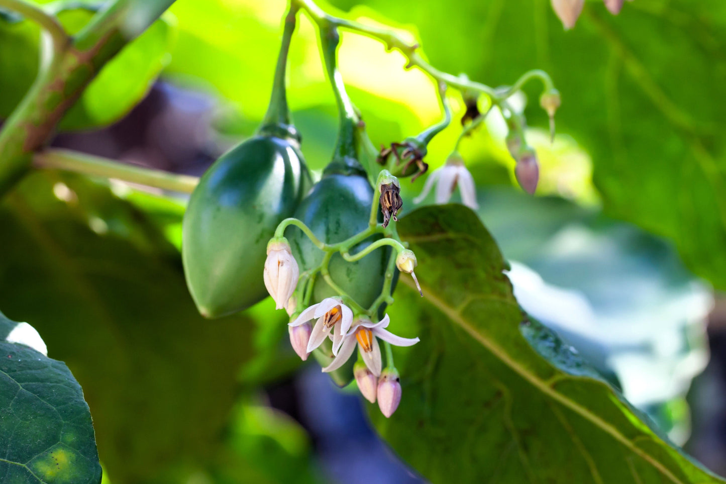 10 TAMARILLO / TREE TOMATO Cyphomandra Betacea Solanum Fruit Tree Seeds