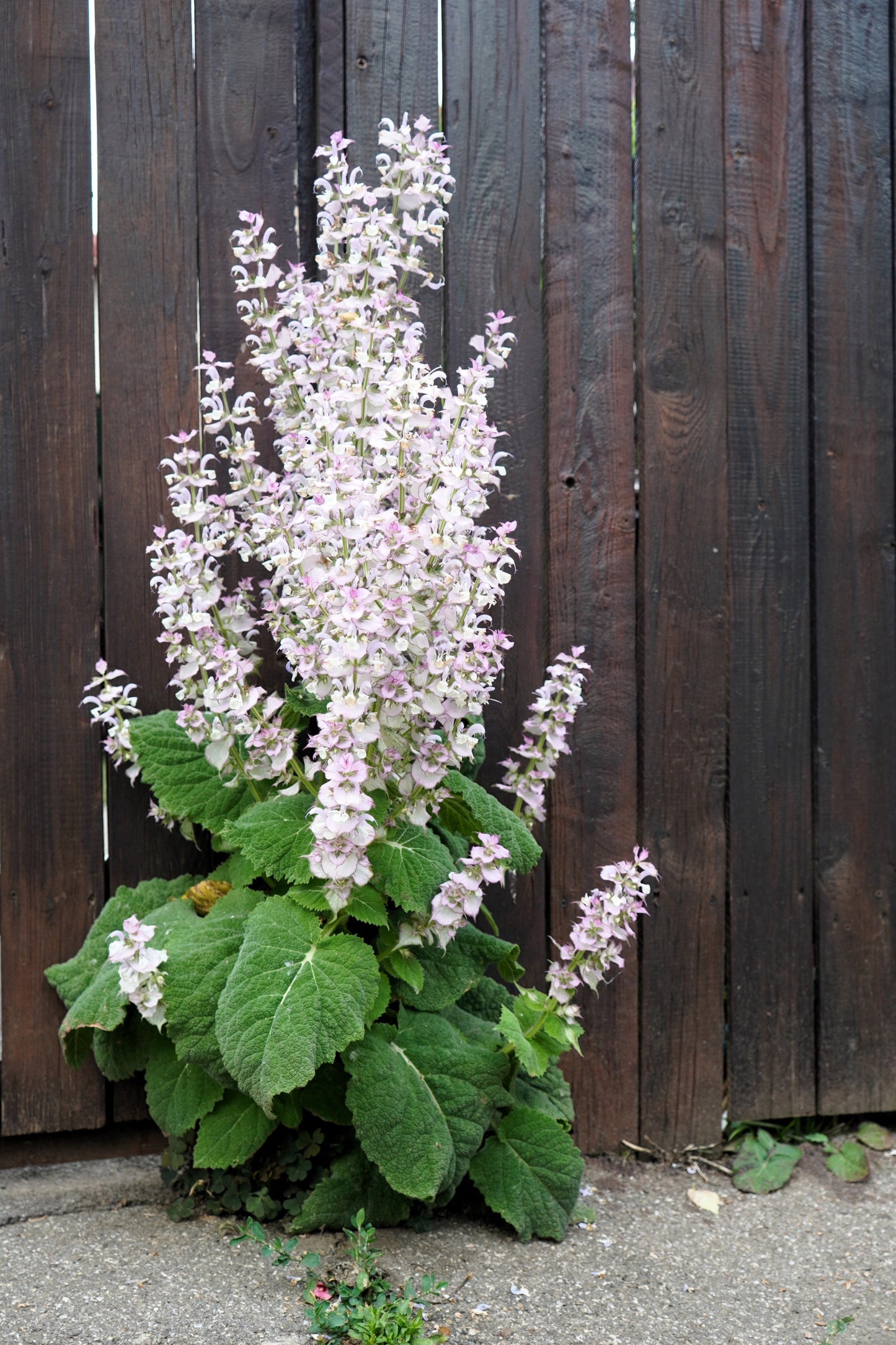50 WHITE Swan CLARY SAGE Salvia Viridis Horminum Herb Flower Seeds