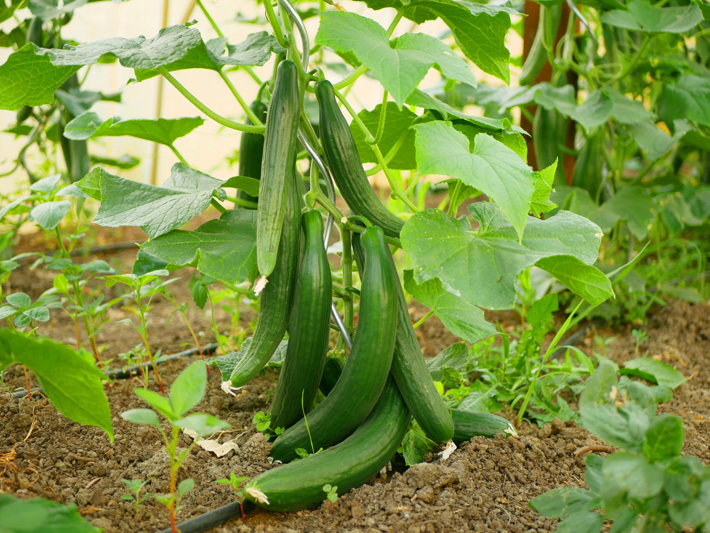30 ENGLISH CUCUMBER Cucumis Sativus Burpless Fruit Vegetable Seeds