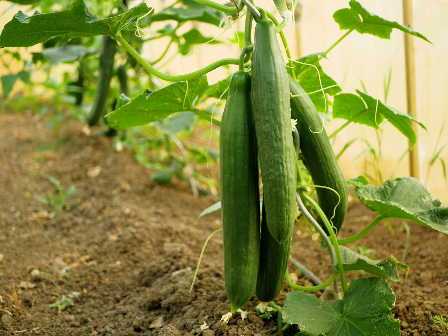 30 ENGLISH CUCUMBER Cucumis Sativus Burpless Fruit Vegetable Seeds