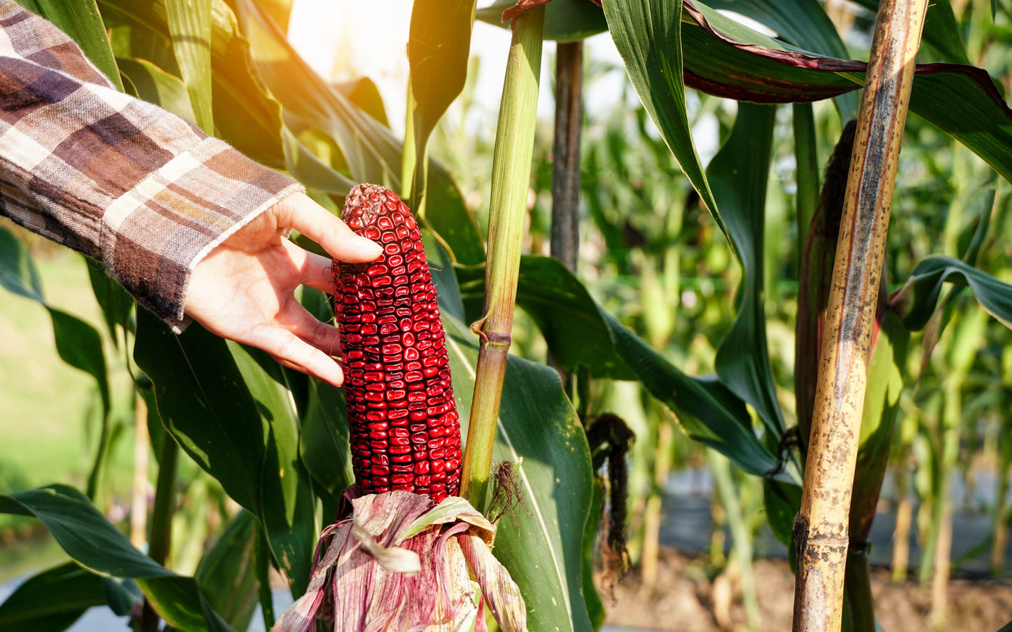 35 BLOODY BUTCHER Red CORN Edible & Ornamental Heirloom Zea Mays Vegetable Seeds